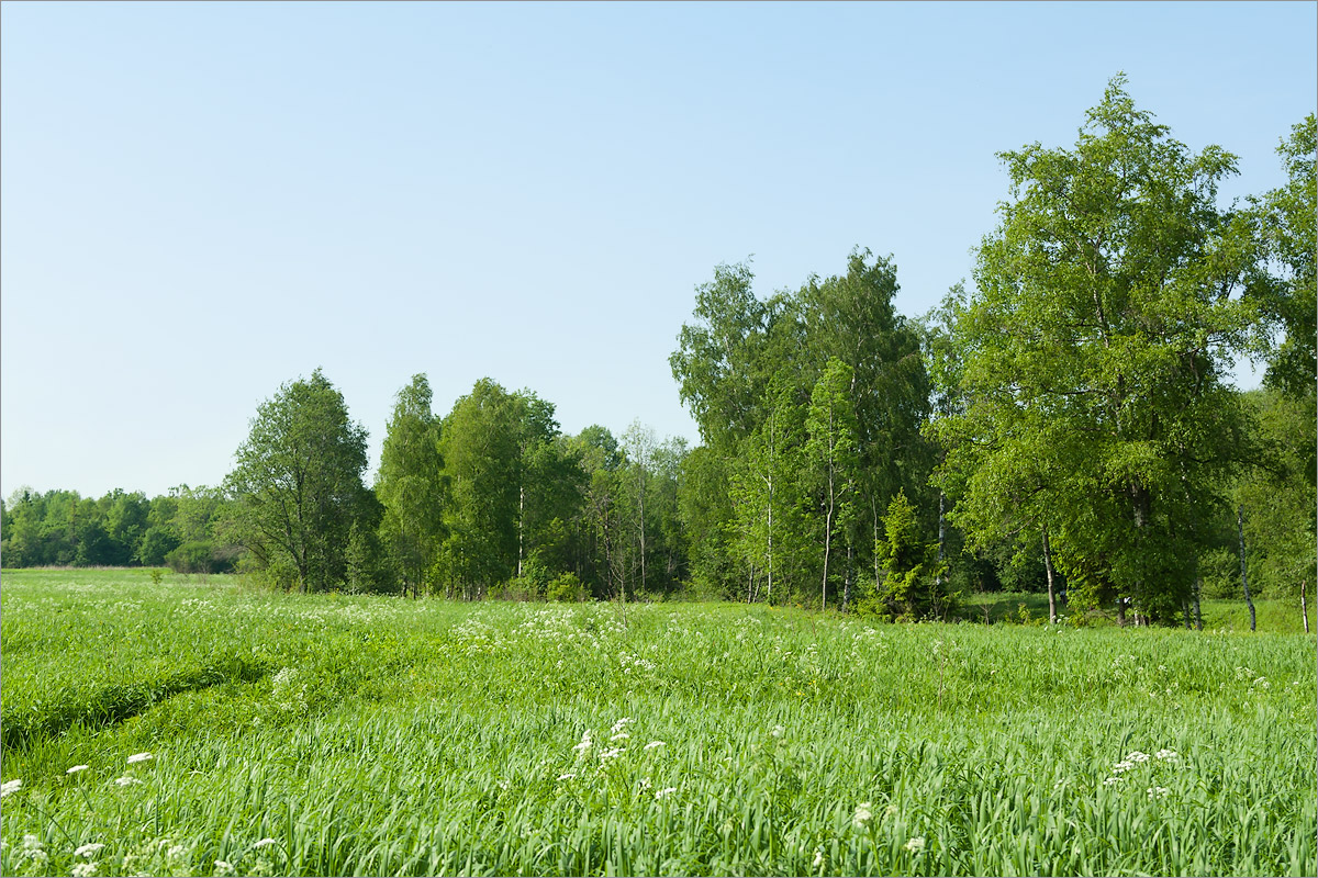 Истоки Шингарки, image of landscape/habitat.