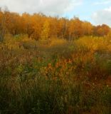 Окрестности города Одинцово, image of landscape/habitat.