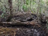 Cape Tribulation, изображение ландшафта.