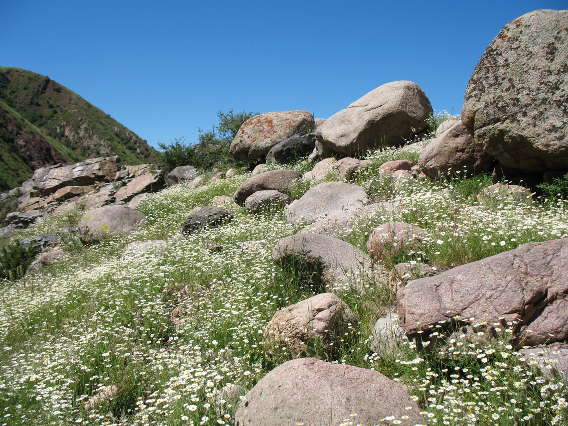 Мерке, image of landscape/habitat.