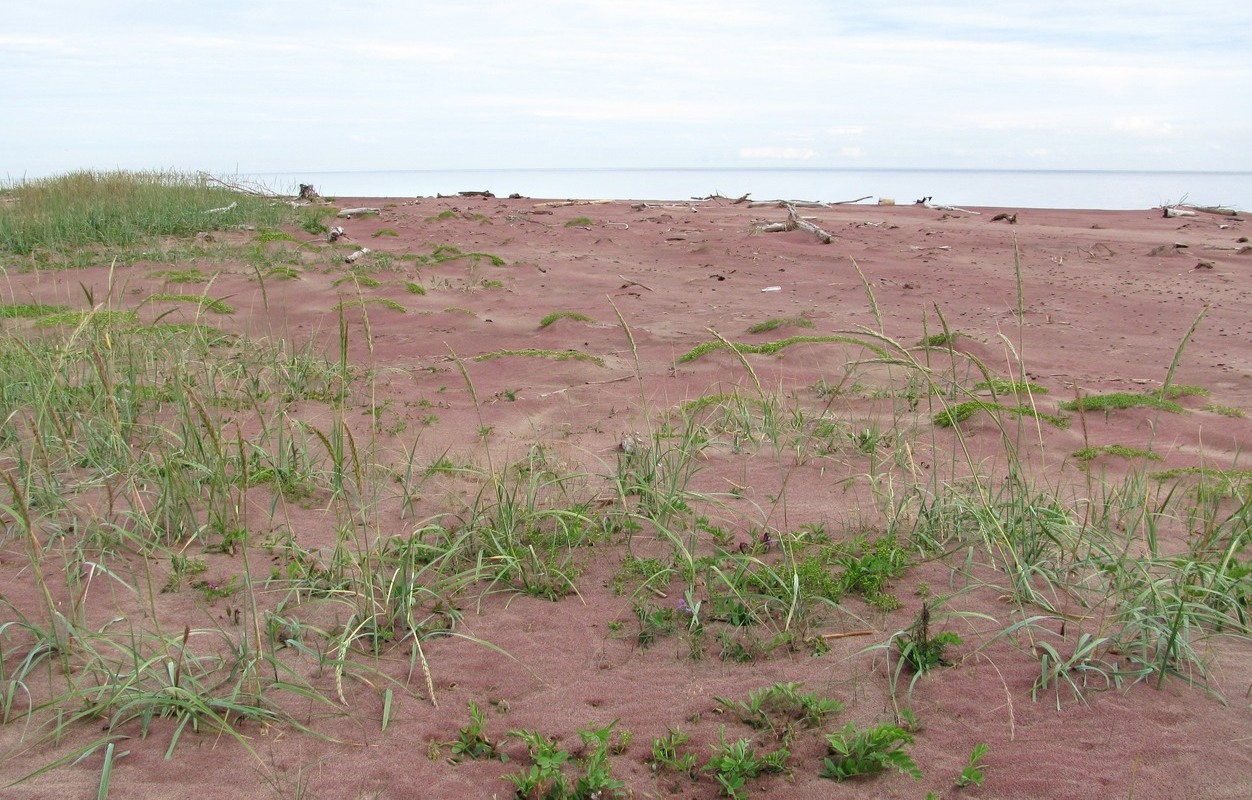 Солза, image of landscape/habitat.