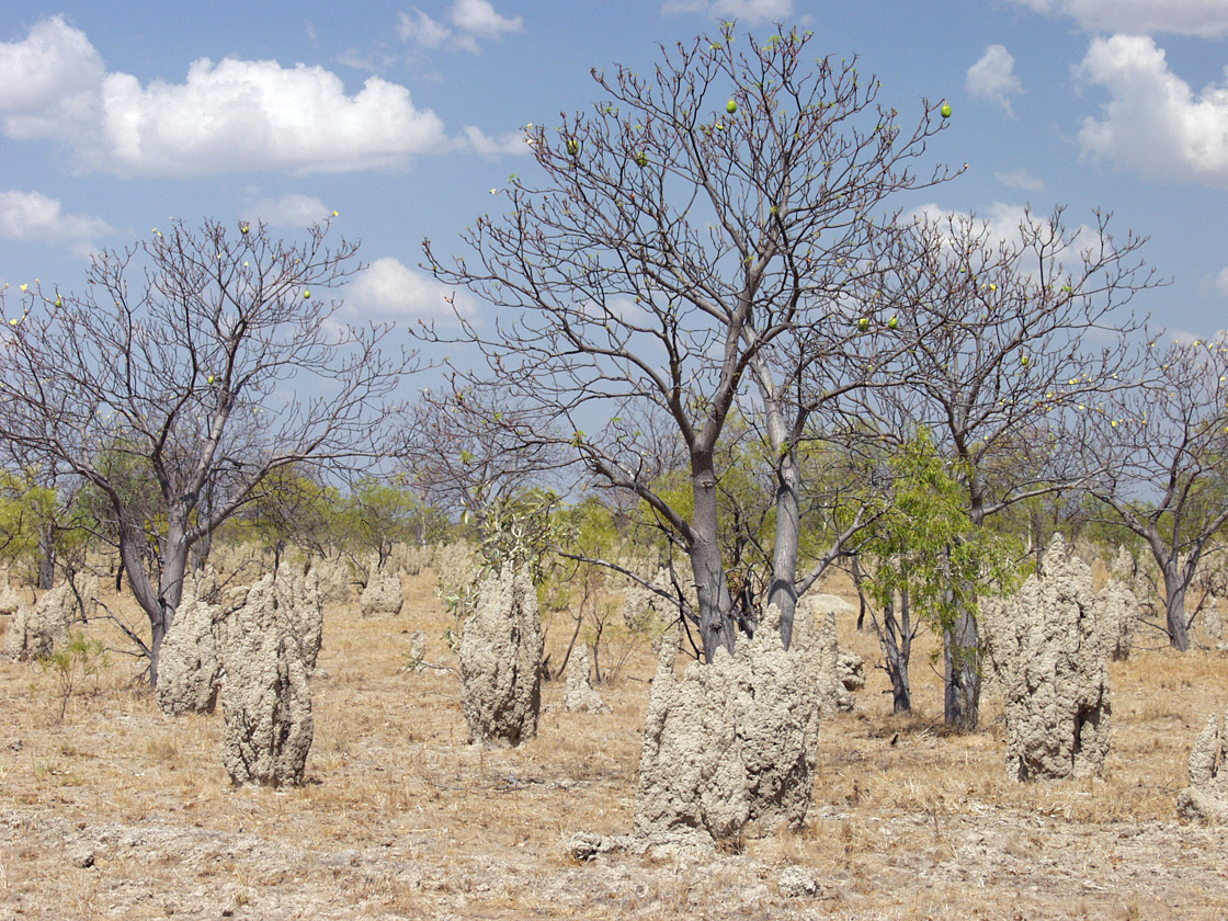 Karumba и окрестности, image of landscape/habitat.