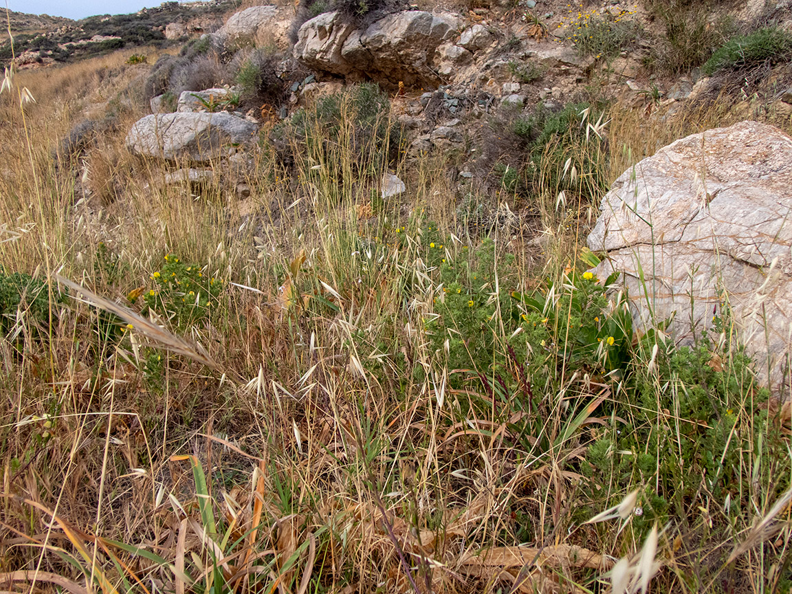 Остров Сирос, image of landscape/habitat.