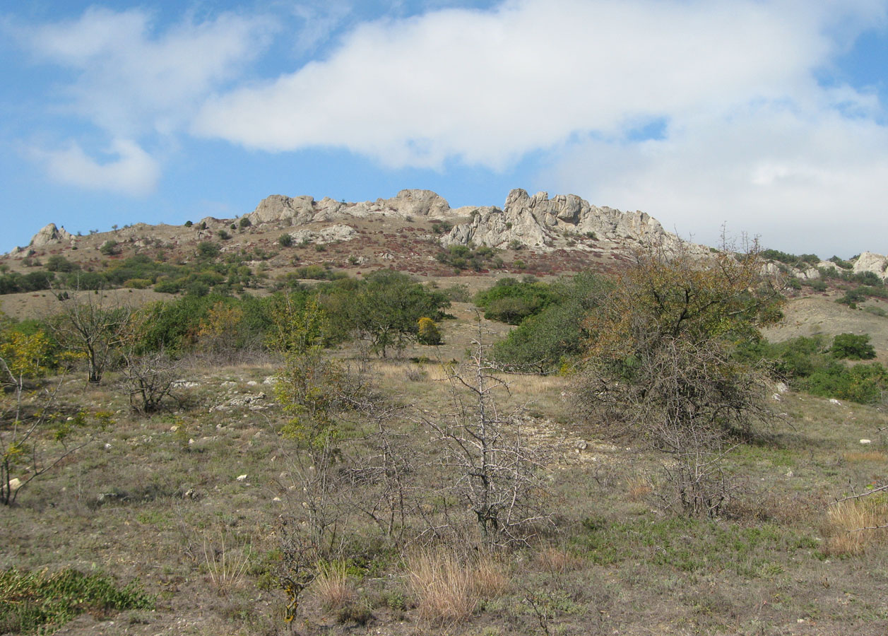 Карадаг, image of landscape/habitat.