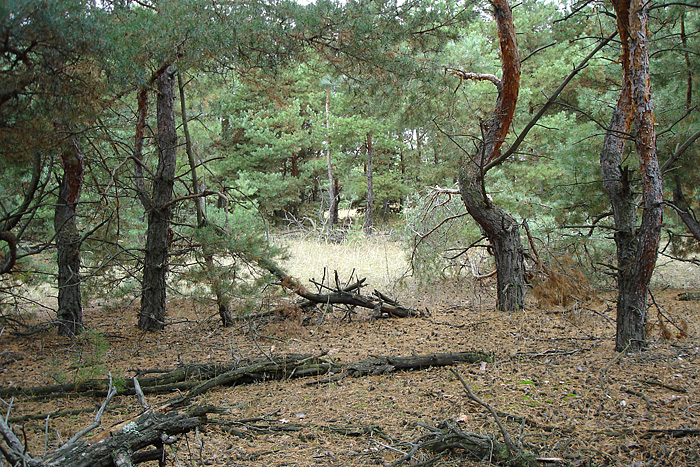 Нижнекундрюченский заказник, image of landscape/habitat.