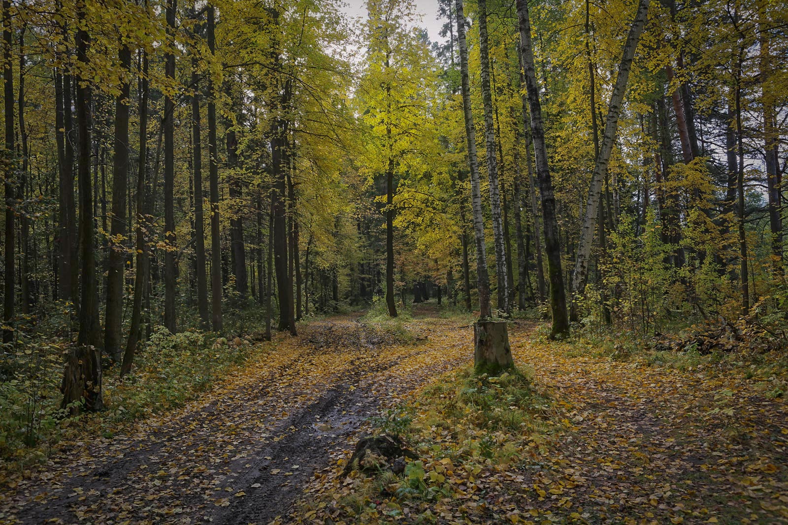 Закамск, image of landscape/habitat.