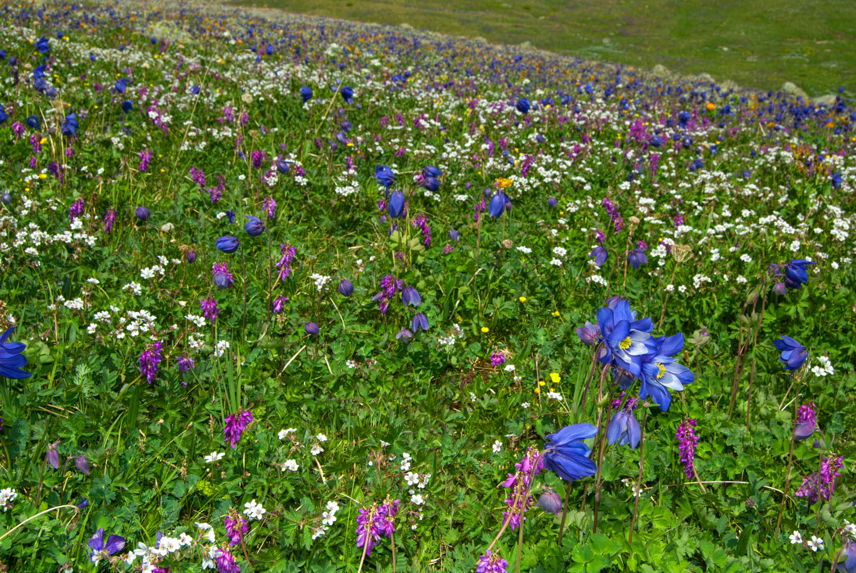 Курайский хребет, image of landscape/habitat.