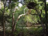 Cape Tribulation, изображение ландшафта.