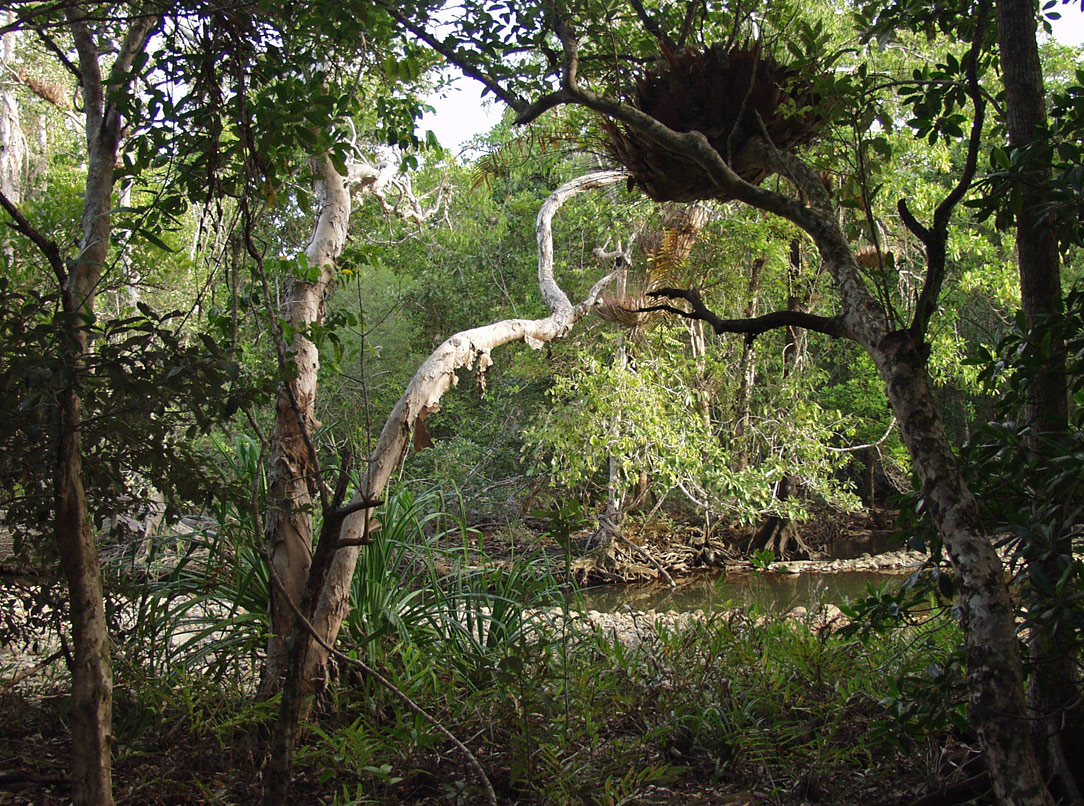 Cape Tribulation, image of landscape/habitat.