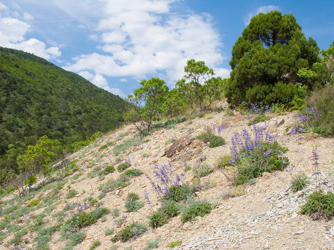 Гора Орёл, image of landscape/habitat.