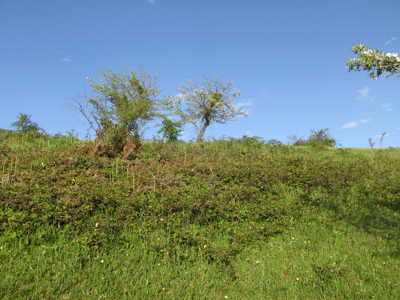 Окрестности села Татиль, image of landscape/habitat.