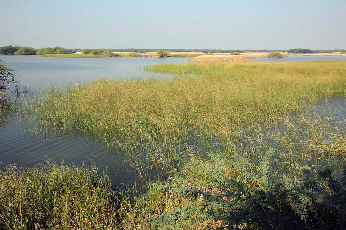Заповедник "Блекбак Велавадар", image of landscape/habitat.