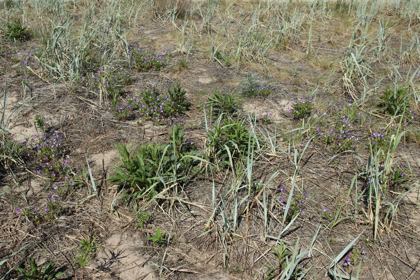 Окрестности деревни Выбье, image of landscape/habitat.