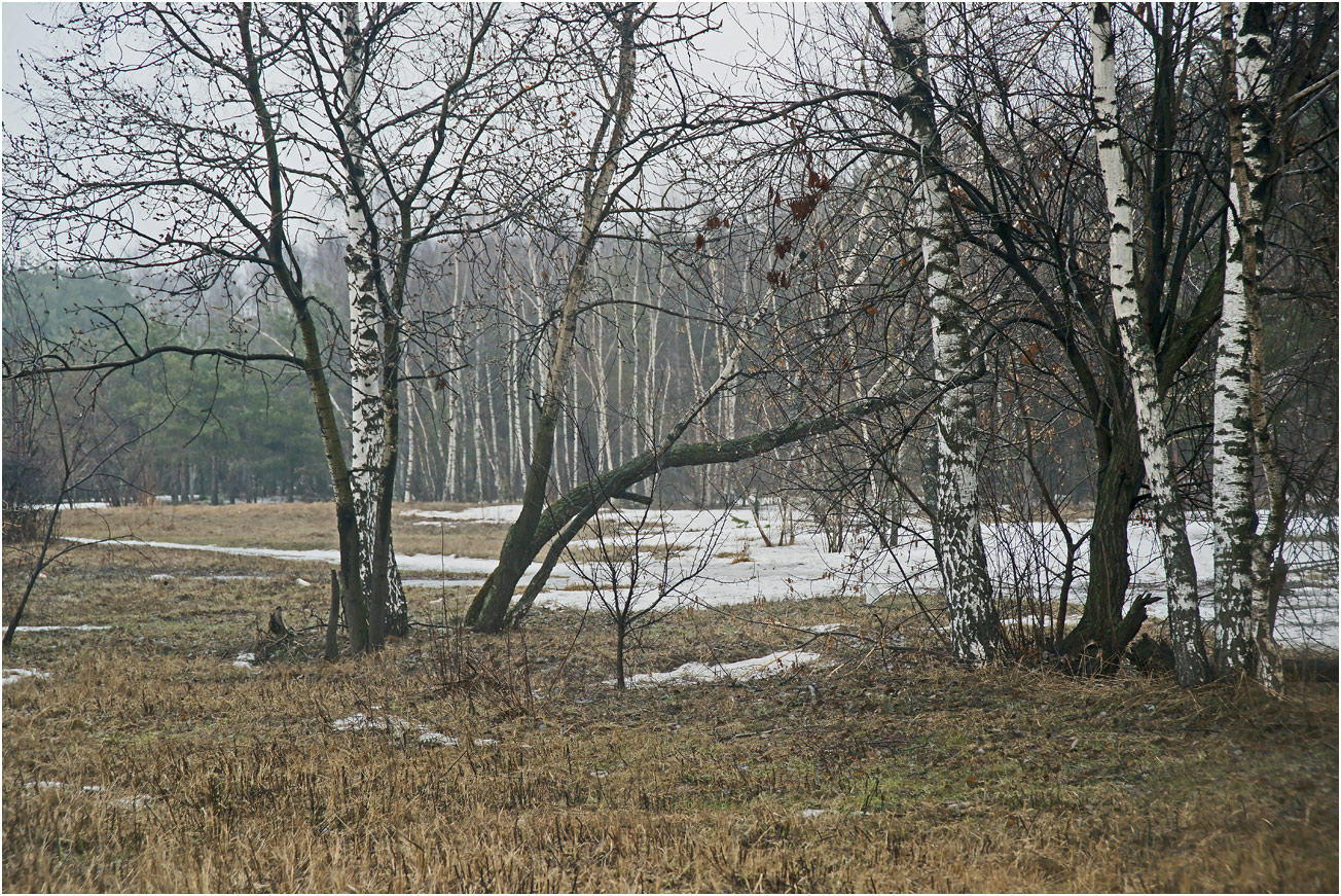 Жулебинский лес, изображение ландшафта.