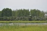 Окрестности села Галкино, image of landscape/habitat.