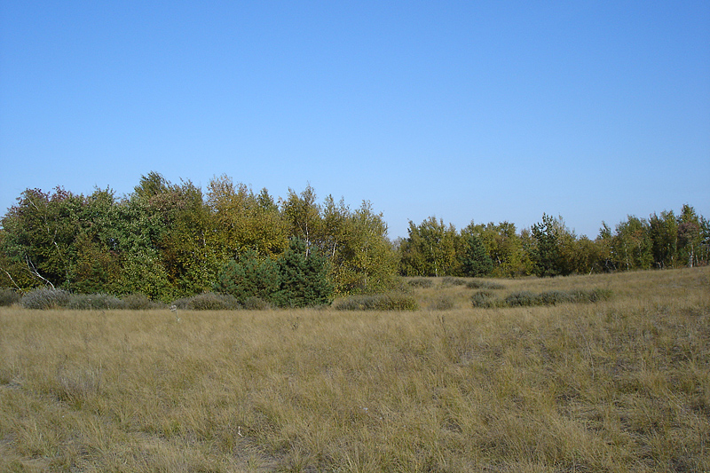 Нижнекундрюченский заказник, image of landscape/habitat.