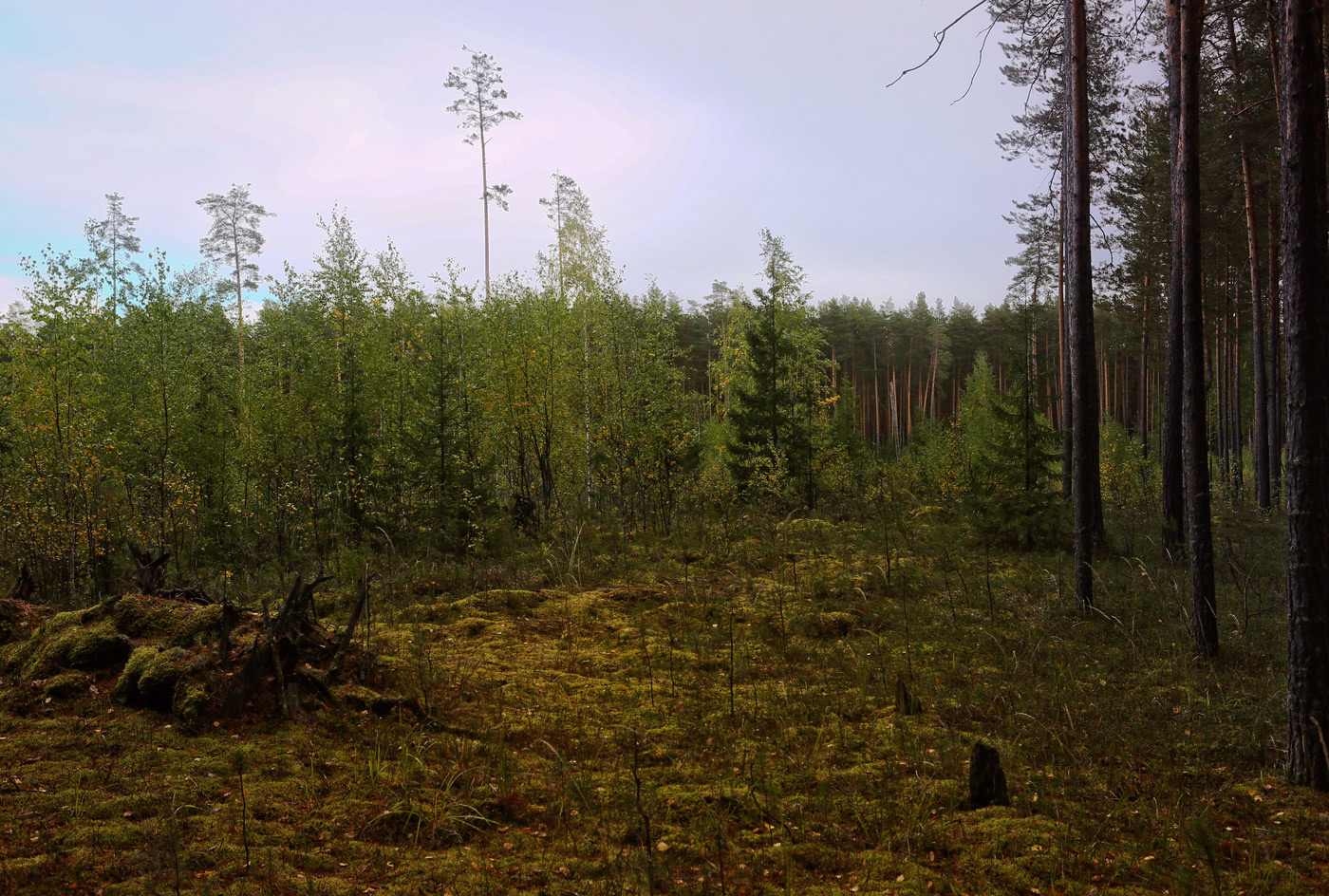 Кунчурихинский бор, image of landscape/habitat.