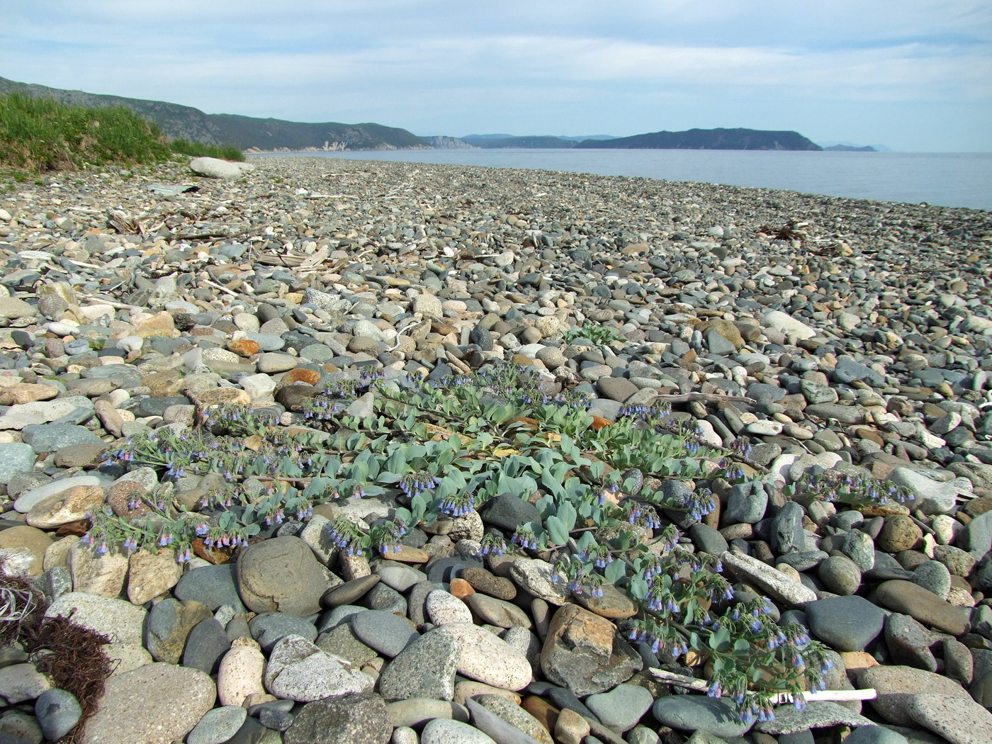 Арманское побережье, image of landscape/habitat.