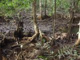 Cape Tribulation, изображение ландшафта.