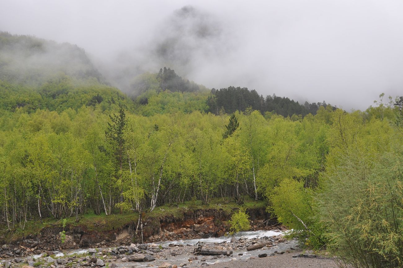 Долина реки Азау, image of landscape/habitat.