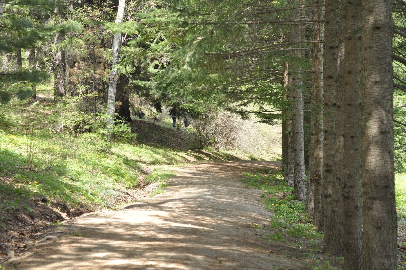 Горнотаёжное, image of landscape/habitat.