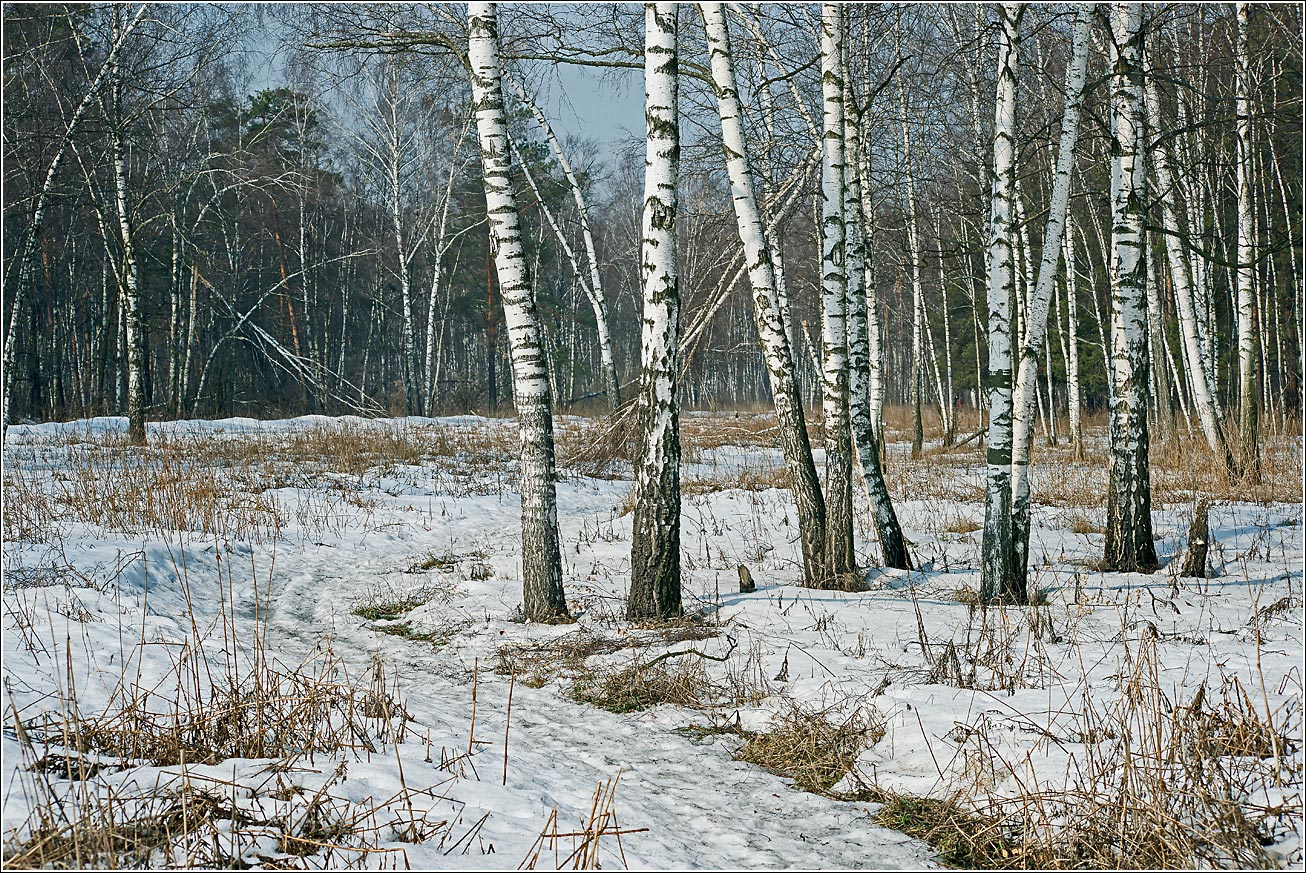Кузьминский лесопарк, изображение ландшафта.
