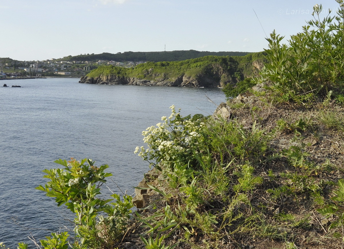 Окрестности пос. Подъяпольск, image of landscape/habitat.