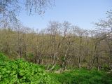 Роща ольховая, image of landscape/habitat.