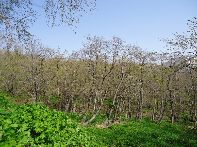 Роща ольховая, image of landscape/habitat.