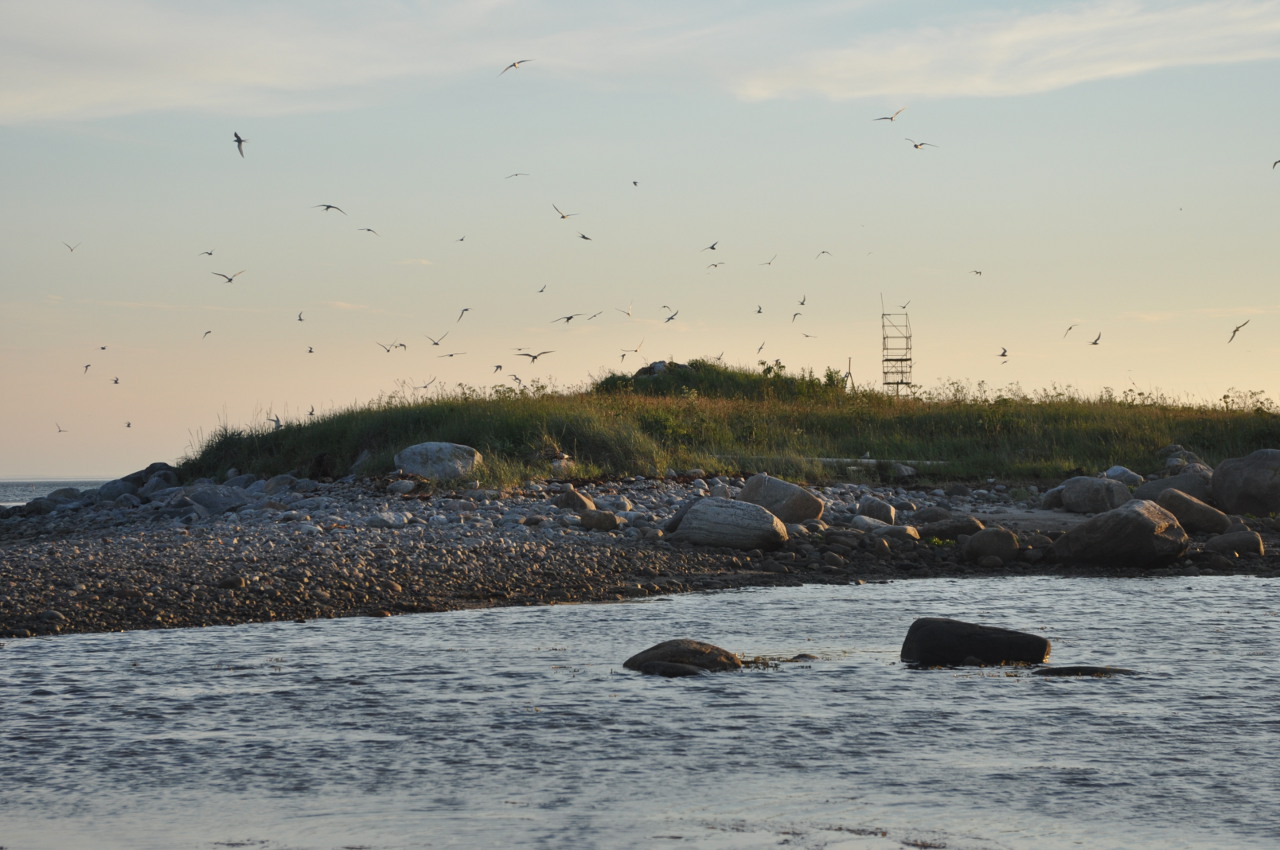 Большой Соловецкий остров, image of landscape/habitat.