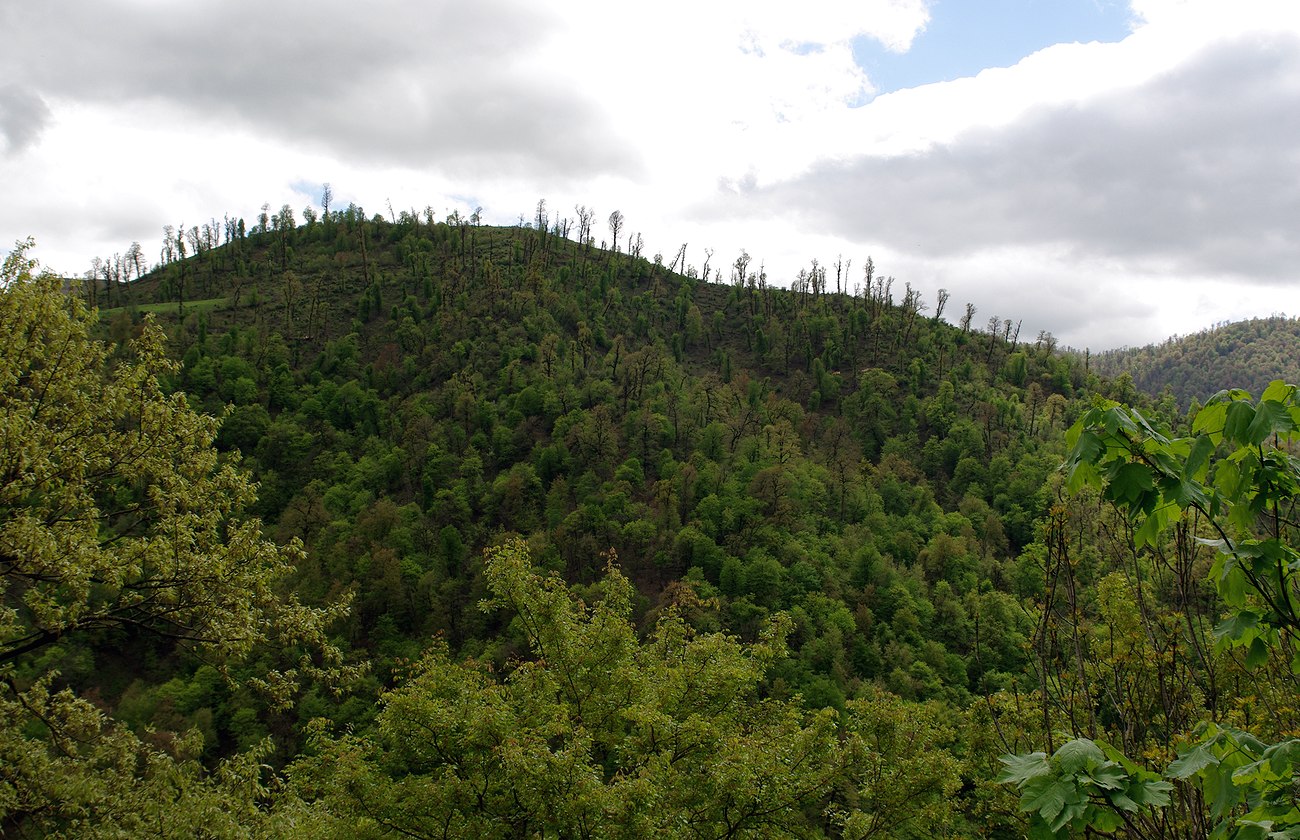 Гирканский лес, image of landscape/habitat.