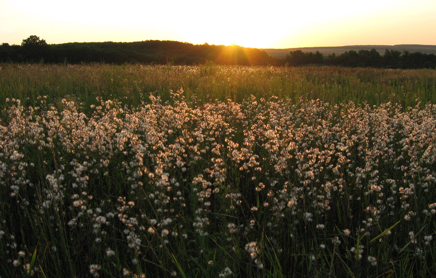 Сидорово, image of landscape/habitat.