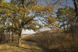 Гулькевичи и окрестности, image of landscape/habitat.