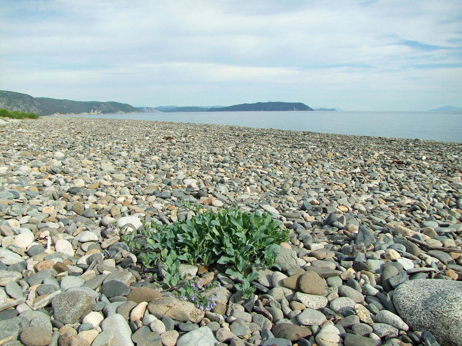 Арманское побережье, image of landscape/habitat.