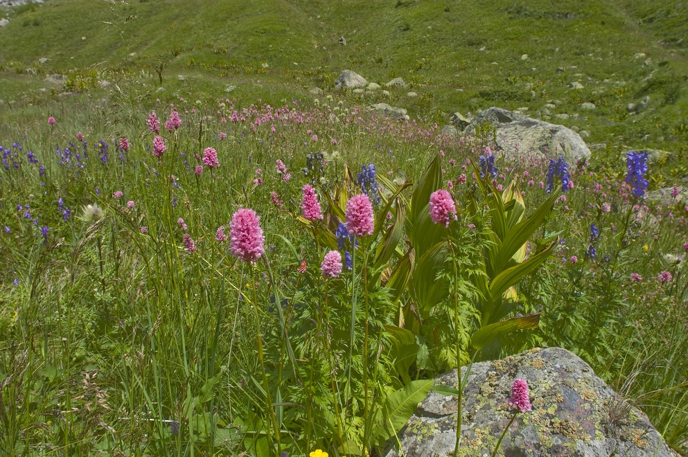 Долина реки Терскол, image of landscape/habitat.