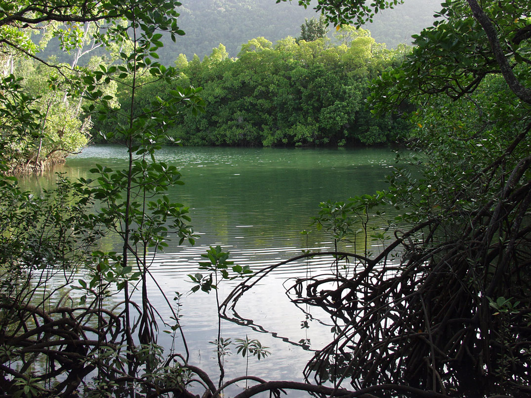 Cape Tribulation, изображение ландшафта.