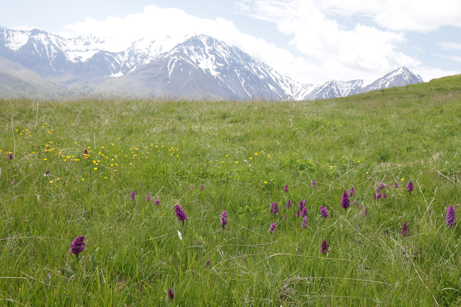 Куруш, image of landscape/habitat.