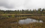 Звенигородская биостанция МГУ, image of landscape/habitat.