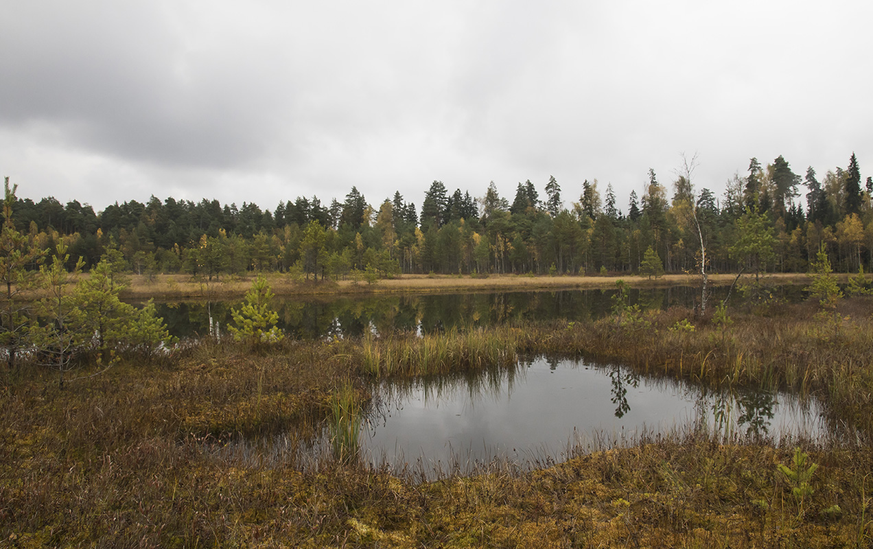 Звенигородская биостанция МГУ, image of landscape/habitat.