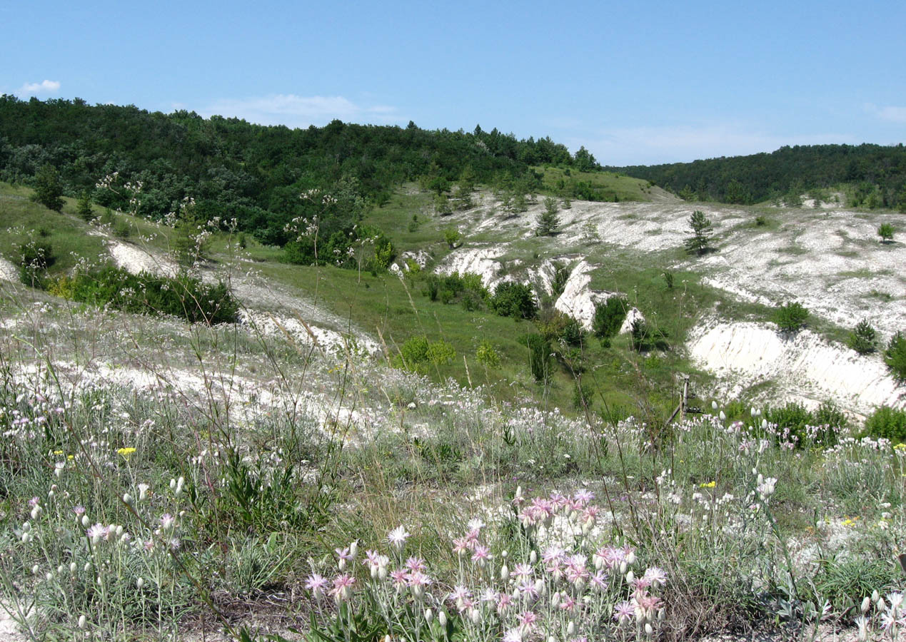 Сидорово, image of landscape/habitat.