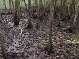 Cape Tribulation, image of landscape/habitat.