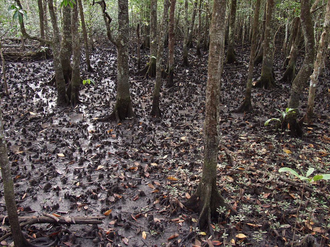 Cape Tribulation, изображение ландшафта.