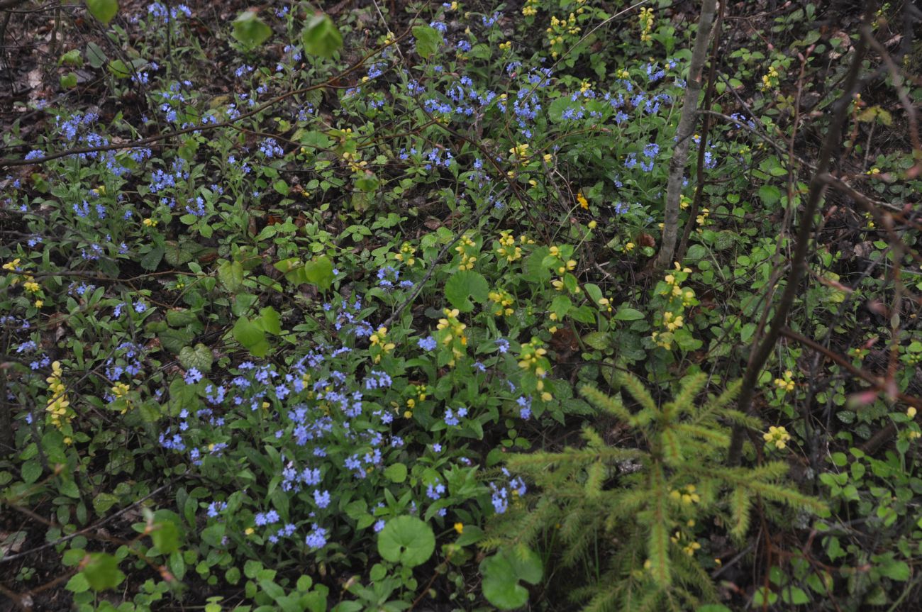 Окрестности деревни Чёлохово, image of landscape/habitat.