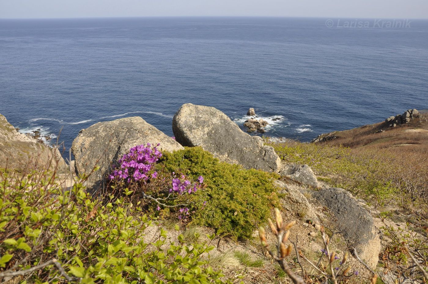 Окрестности бухты Ежовая, image of landscape/habitat.