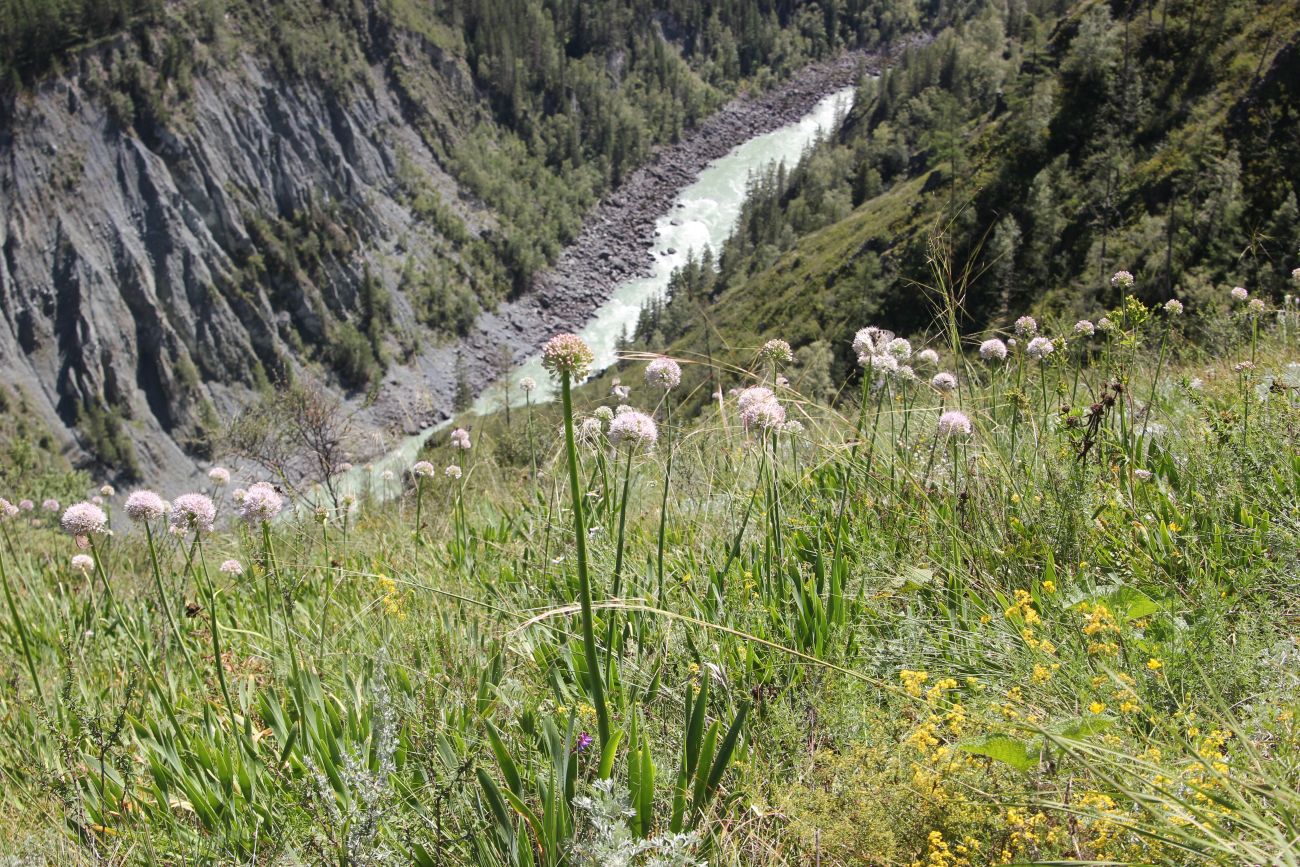 Окрестности ручья Чеба, image of landscape/habitat.