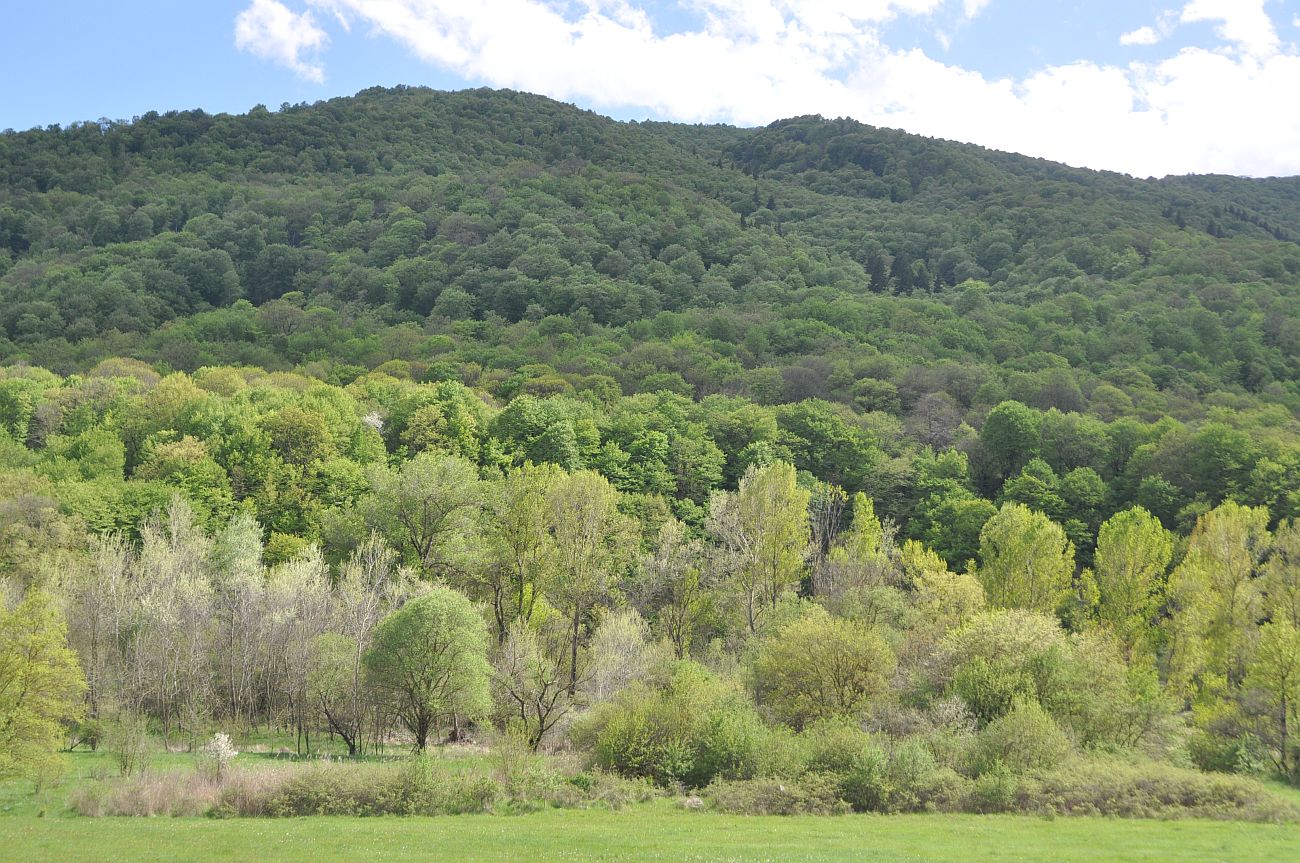 Окрестности села Гохнари, image of landscape/habitat.