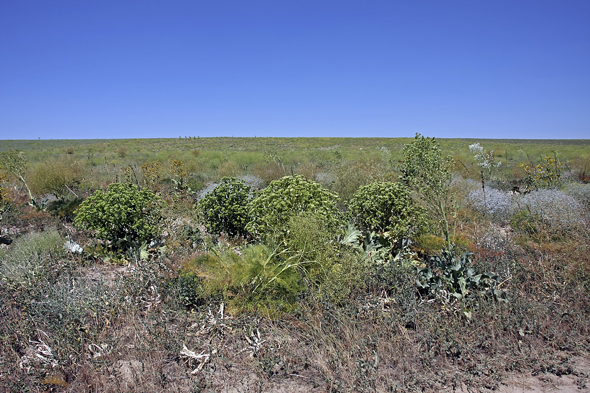Лощина Акжар, image of landscape/habitat.