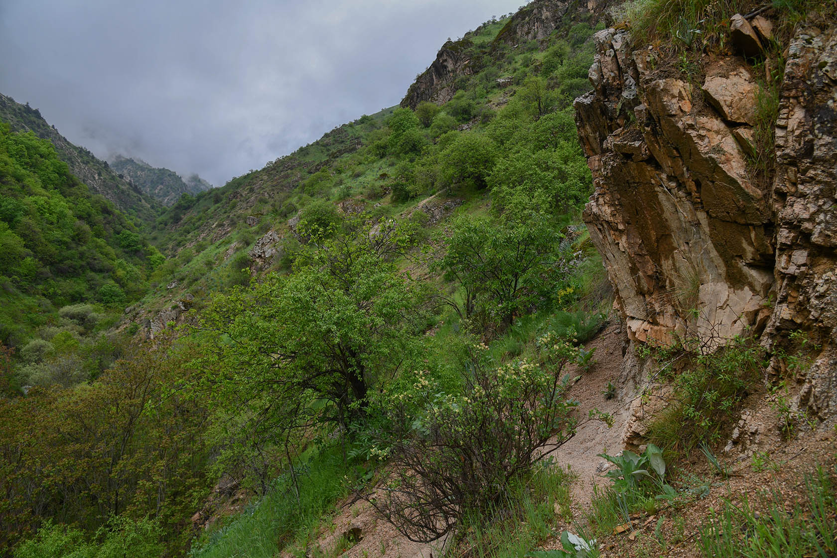 Кондара, image of landscape/habitat.