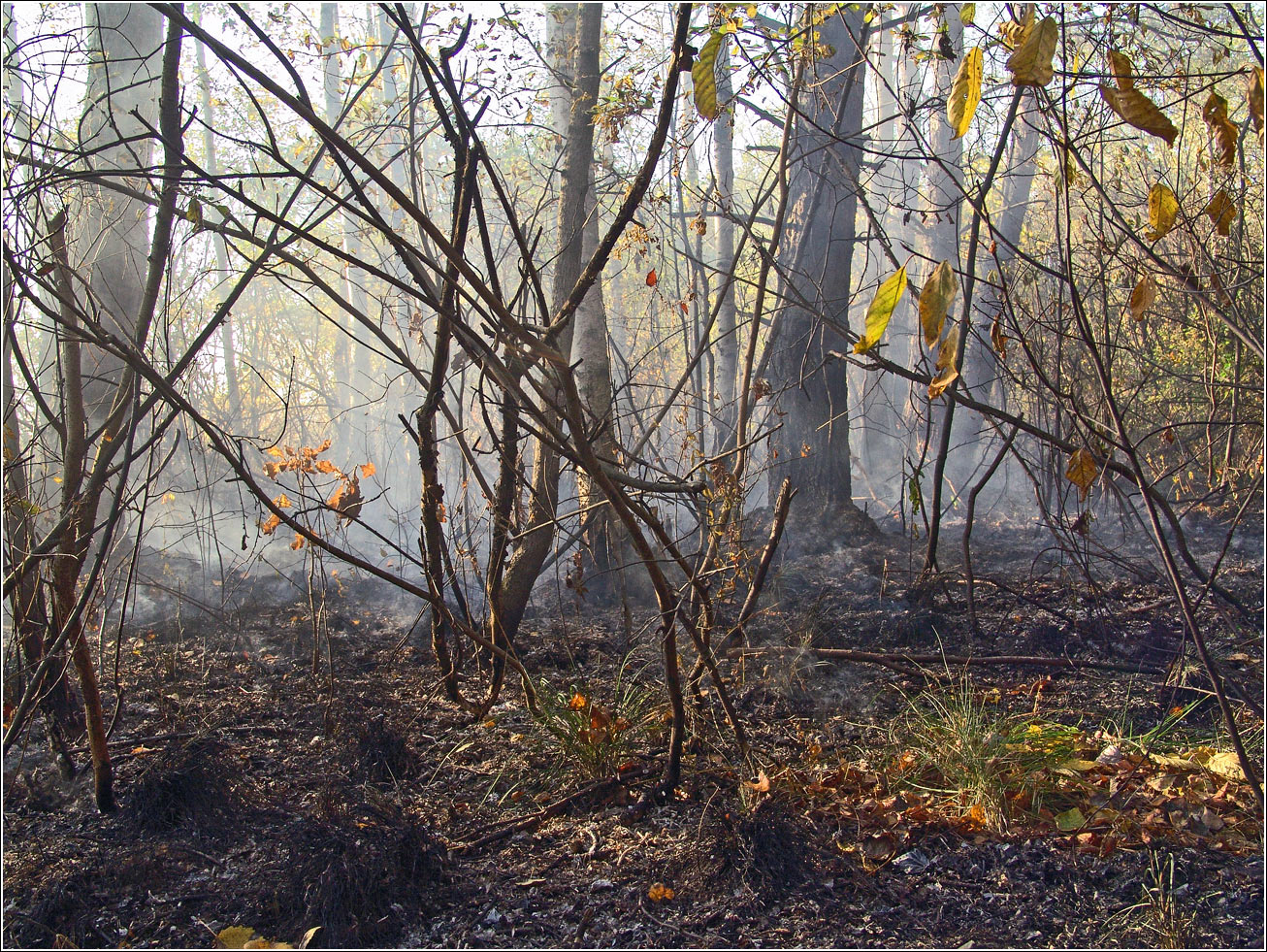 Окрестности Хрипани, image of landscape/habitat.