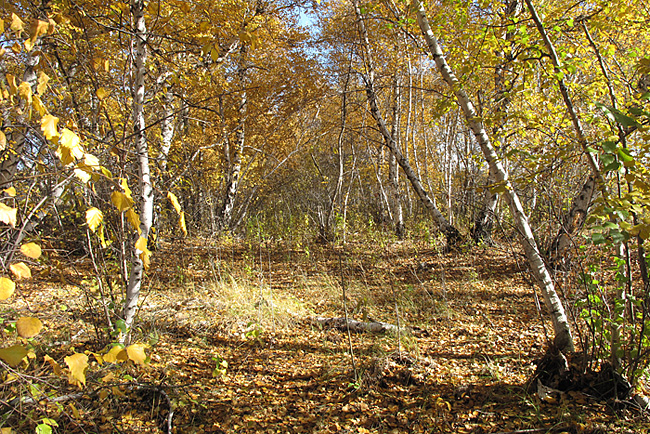 Нижнекундрюченский заказник, изображение ландшафта.